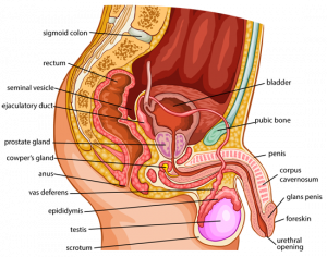 male sexual problems